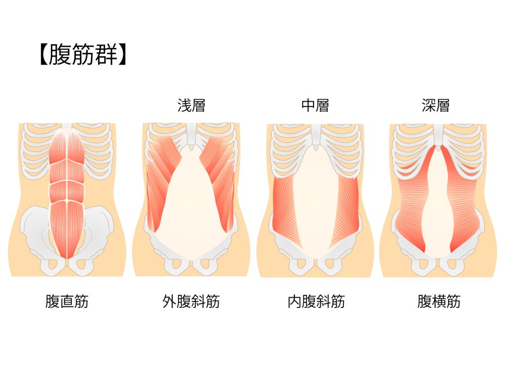 腹筋群