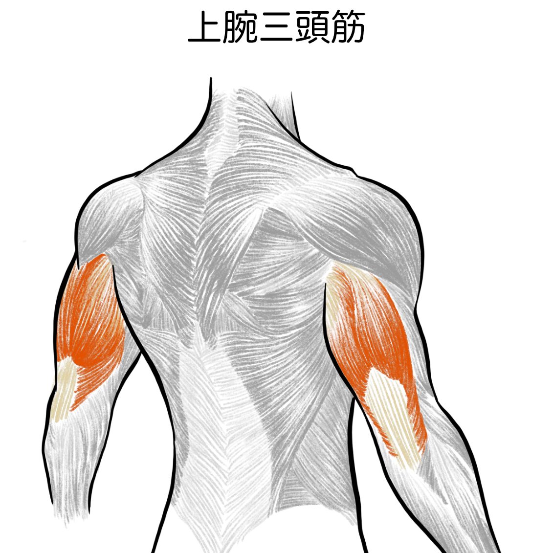 上腕三頭筋