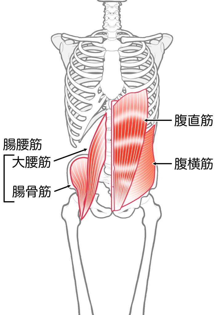 体幹の筋肉